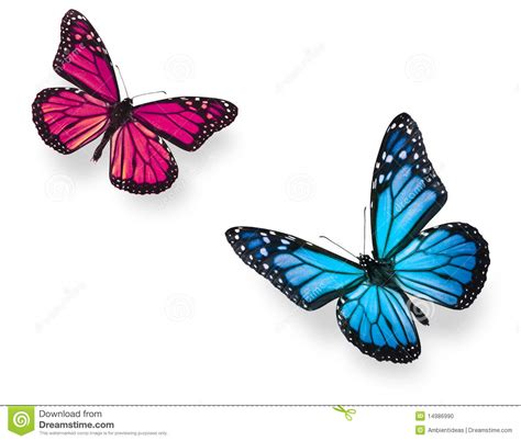 Monarch Butterfly Blue And Pink Stock Photo Image Of Fragile