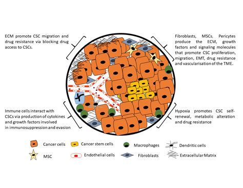 Cells Free Full Text Advances In Therapeutic Targeting Of Cancer