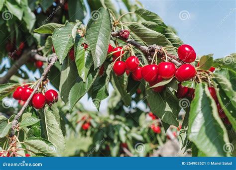 Branches With Sweet Red Cherries And Green Leaves Cherry Tree Stock