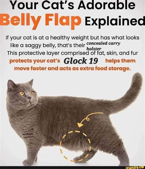 Your Cats Adorable Belly Flap Explained If Your Cat Is At A Healthy