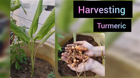 Harvesting Turmeric And Growing Tumeric Plant From Harvested Tumeric