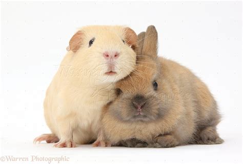 Yellow Guinea Pig And Brown Bunny Together Photo Wp38691