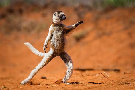 Download Funny Animal Dancing Meerkat At Savannah Pictures