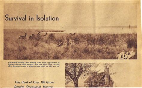 Sika Deer Of James Island Grace Foundation Of Talylors
