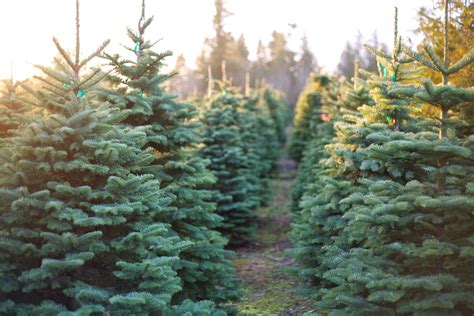 4 Christmas Tree Farms Near Carbondale You Need To Visit Hotel Anthracite