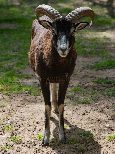 European Mouflon Ovis Orientalis Musimon Beautiful Primitive Sheep