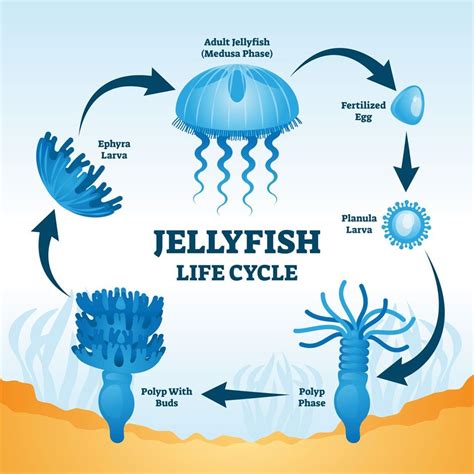 Jellyfish Great Barrier Reef Foundation Great Barrier Reef Foundation