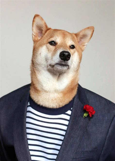 Summer Looks From Bodhi The ‘menswear Dog The New York Times