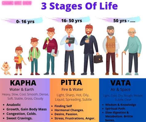 What Is Cycle Of Life In Human Life Cycle Vocabulary Transform