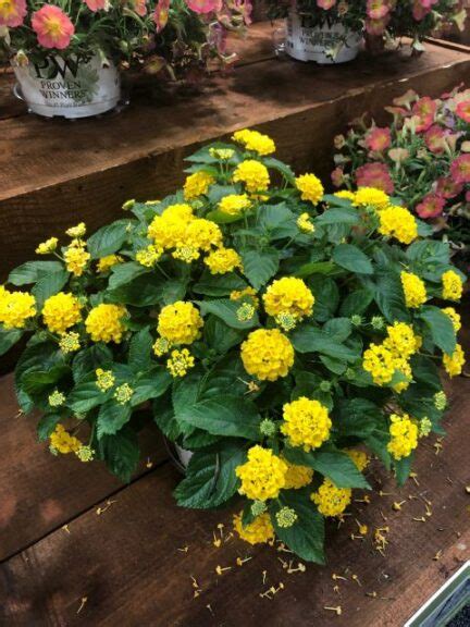 New Plant Varieties On Display At Cultivate22 Greenhouse Grower