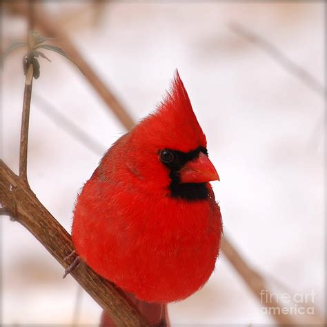 Big Red Cardinal Bird In Snow Photograph By Peggy Franz