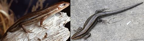 5 Skinks Found In Virginia Id Guide Nature Blog Network