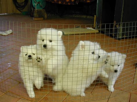 Puppies Pictures Filejapanese Spitz Puppies Wikimedia Commons
