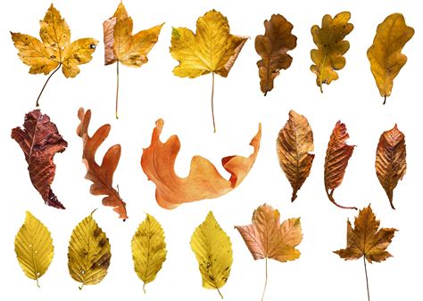 Autumn Leaves Overlays Transparent Png Fall Overlays Etsy