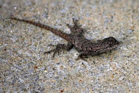 11 Of The Most Common Lizards In Florida Pictures Wildlife Informer