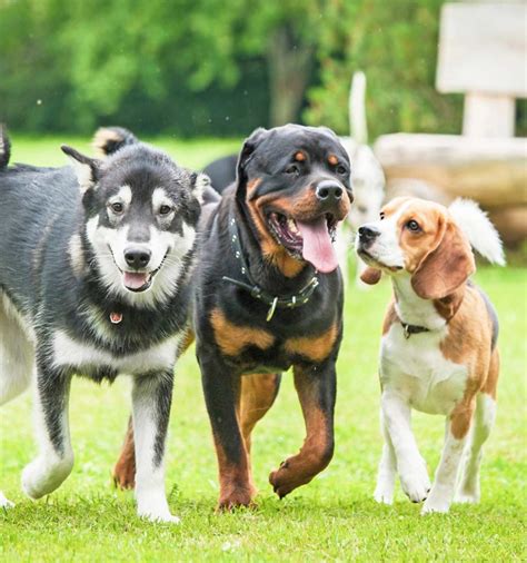 Doggy Daycare The Right Choice For You And Your Pup