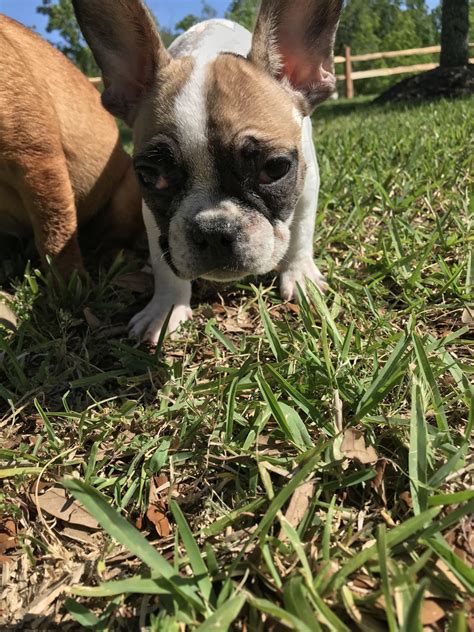 Found 52 french bulldog pets and animals ads from houston, texas, us. French Bulldog Puppies For Sale | Houston, TX #274791