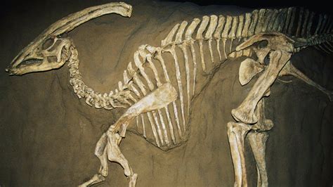 Archaeologists Find Fossils Of Duck Billed Dinosaurs With Skin On