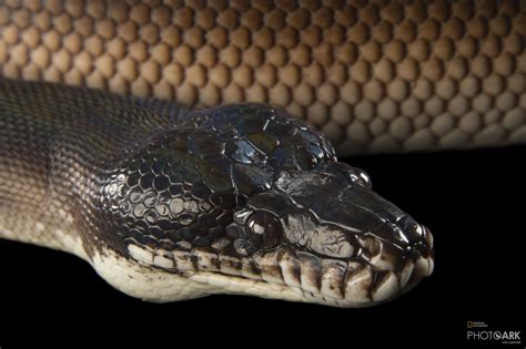 Photo Ark Home Dalberts Python Or White Lipped Python National