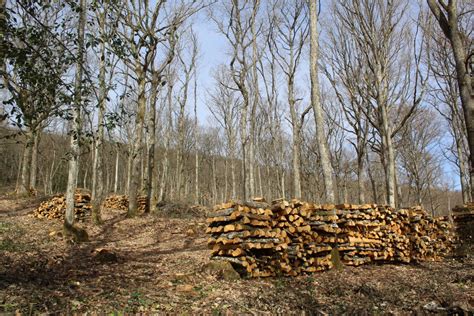 Verzé Le Plan Daménagement De La Forêt Communale Fait Débat