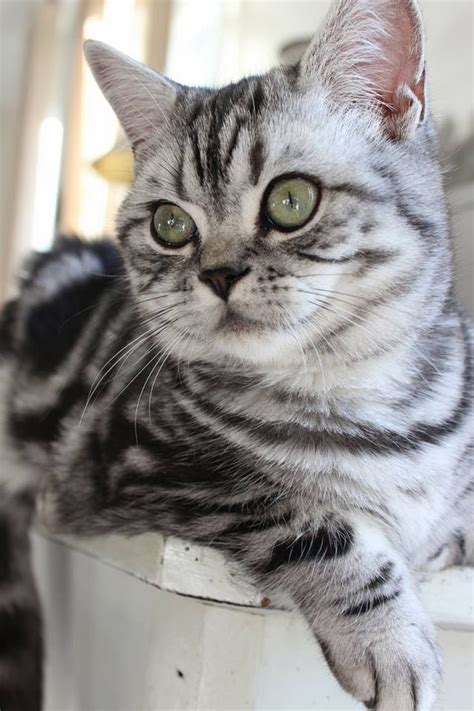 British shorthair silver tabby kittens. BRITISH SHORTHAIR BLACK SILVER TABBY