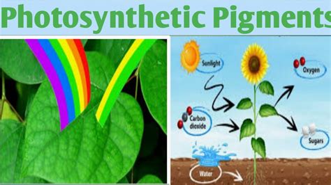 Photosynthetic Pigment Remedial Biologyunit 4 B Pharm 1 Year Youtube