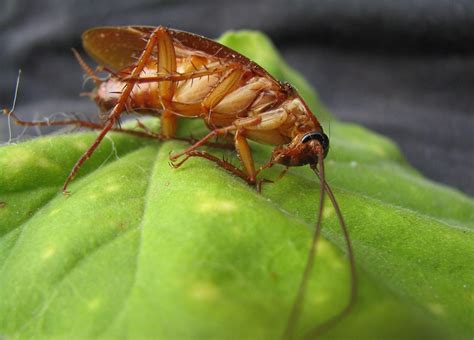 Winter Pests In Nebraska Abc Termite And Pest Control Omaha Lincoln