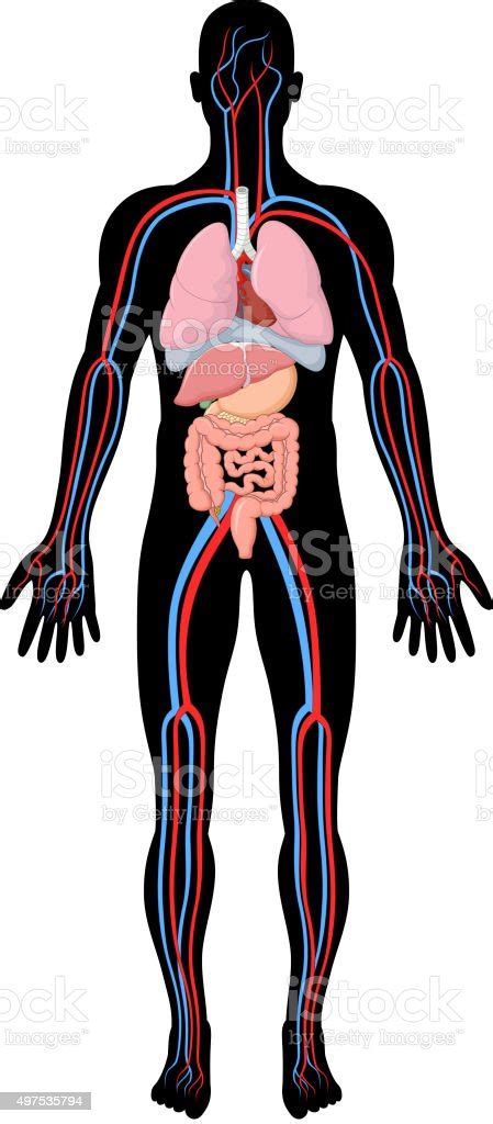 Cartoon Illustration Of Human Body Anatomy Stock Illustration