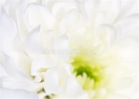 Beautiful White Flower As A Background Close Up Stock Image Image Of