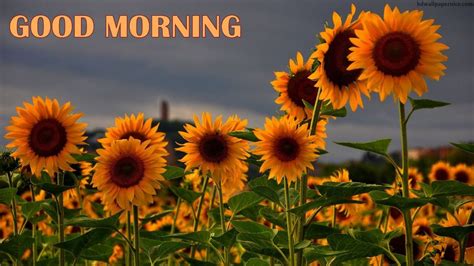 Morning Wish With Sunflowers Good Morning Wishes And Images
