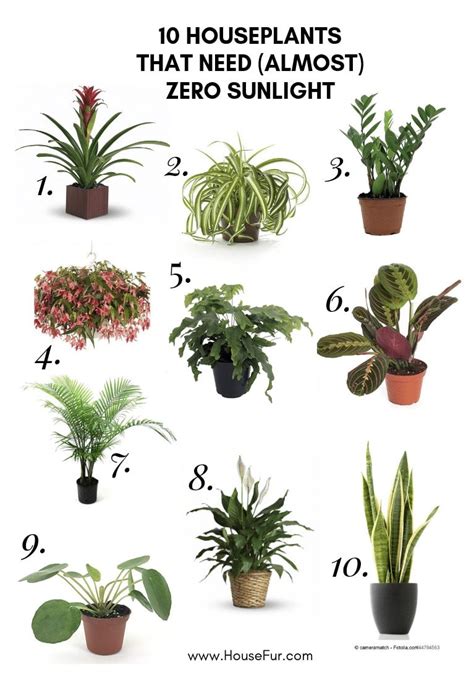 10 Of The Best Indoor Plants That Don T Need Sunlight Artofit