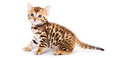 Bengalkatze Katzenrassen Im Portrait Pets Premium