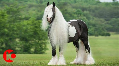 World Rarest And Most Beautiful Horse Breeds In The World Top 10