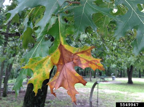 Oak Wilt Bretziella Fagacearum