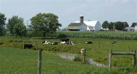 Fileamish Dairy Farm 5