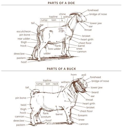 Male Goat Anatomy