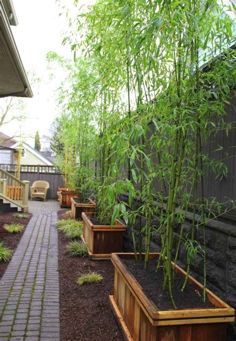 A bamboo hedge in the back of a brooklyn garden. Bamboo In The Garden - A Fascinating And Versatile Plant | Houzz Home