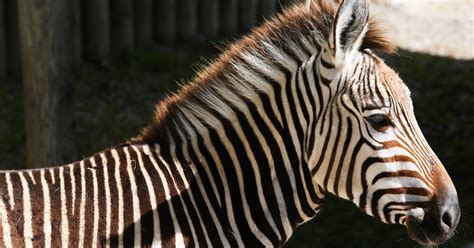 Zoo Knoxville 3 Endangered Zebras Join Zoo For Breeding Program