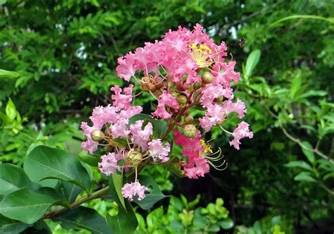 Are you rooting for anyone in particular, or are you just shouting because you're excited? Myrtle Flower Meaning and Symbolism that You Need to Know