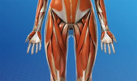 If these muscles become overused, they can stain or tear. What is a Hip Flexor? - Plano Orthopedic & Sports Medicine ...