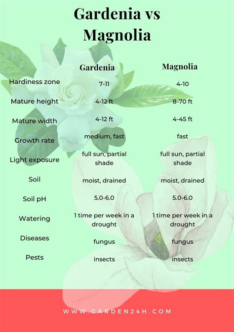 Gardenia Vs Magnolia Key Differences Garden 24h