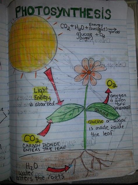 Photosynthesis Perfect Example Of A Diagram Students Could Do On A