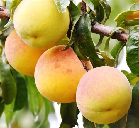 Premium Photo Close Up Of Yellow Peaches On A Tree