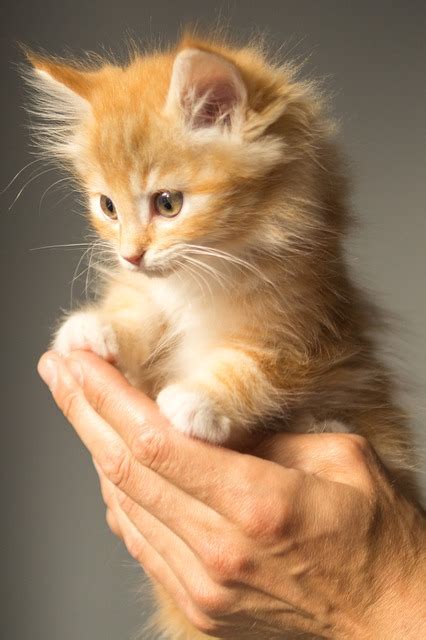 Kitten Cute Cat · Free Photo On Pixabay