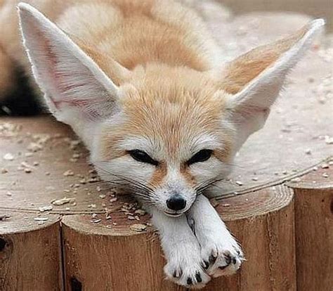 An Ode To The Fennec Fox Barnorama