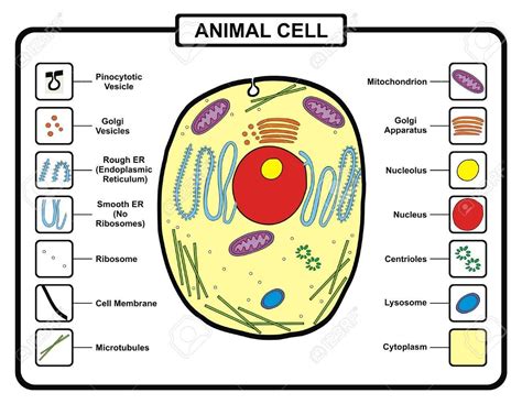 Cell Membrane Function In Animal Cell And Plant Cell