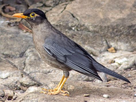 17 Black Birds With Orange Beaks Sonoma Birding