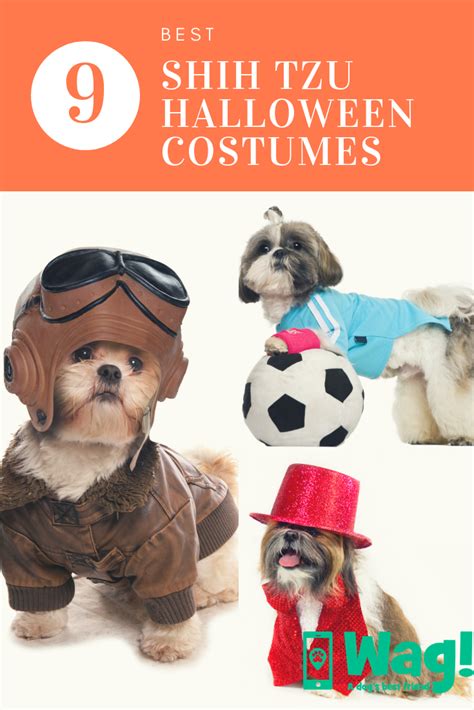 9 Dog Halloween Costume Ideas For Shih Tzus Wag Walking Dog