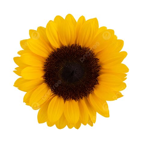 Sunflower Png Images Transparent Background Vector Tr