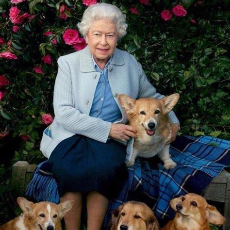 Rainha santa isabel, 1 , pataias, portugal bekijk op kaart (3.5 km van het centrum). Morreu o cão da rainha Isabel II